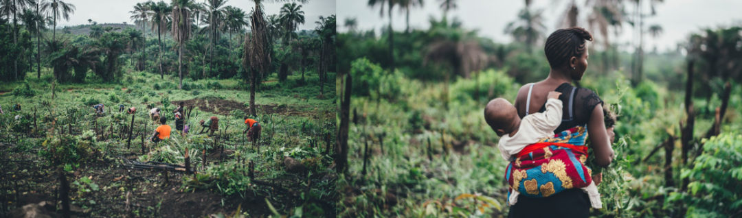 [��Ʊ���]GHANA INNOVATION FARM ���ɴ���ũ��������2022��1��19�գ�