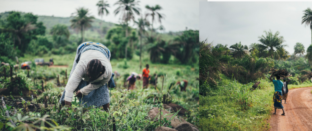 [��Ʊ���]GHANA INNOVATION FARM ���ɴ���ũ��������2022��1��19�գ�