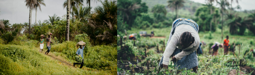 [��Ʊ���]GHANA INNOVATION FARM ���ɴ���ũ��������2022��1��19�գ�