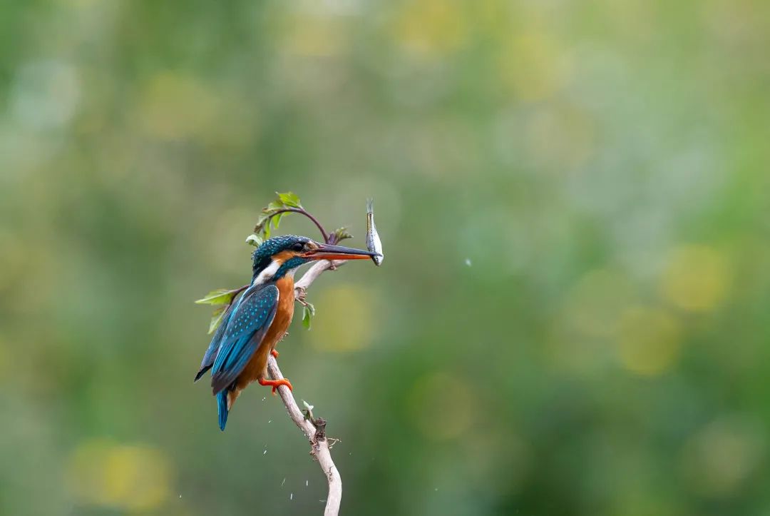 ȫ���ѧ��Ӱչ����SPC��